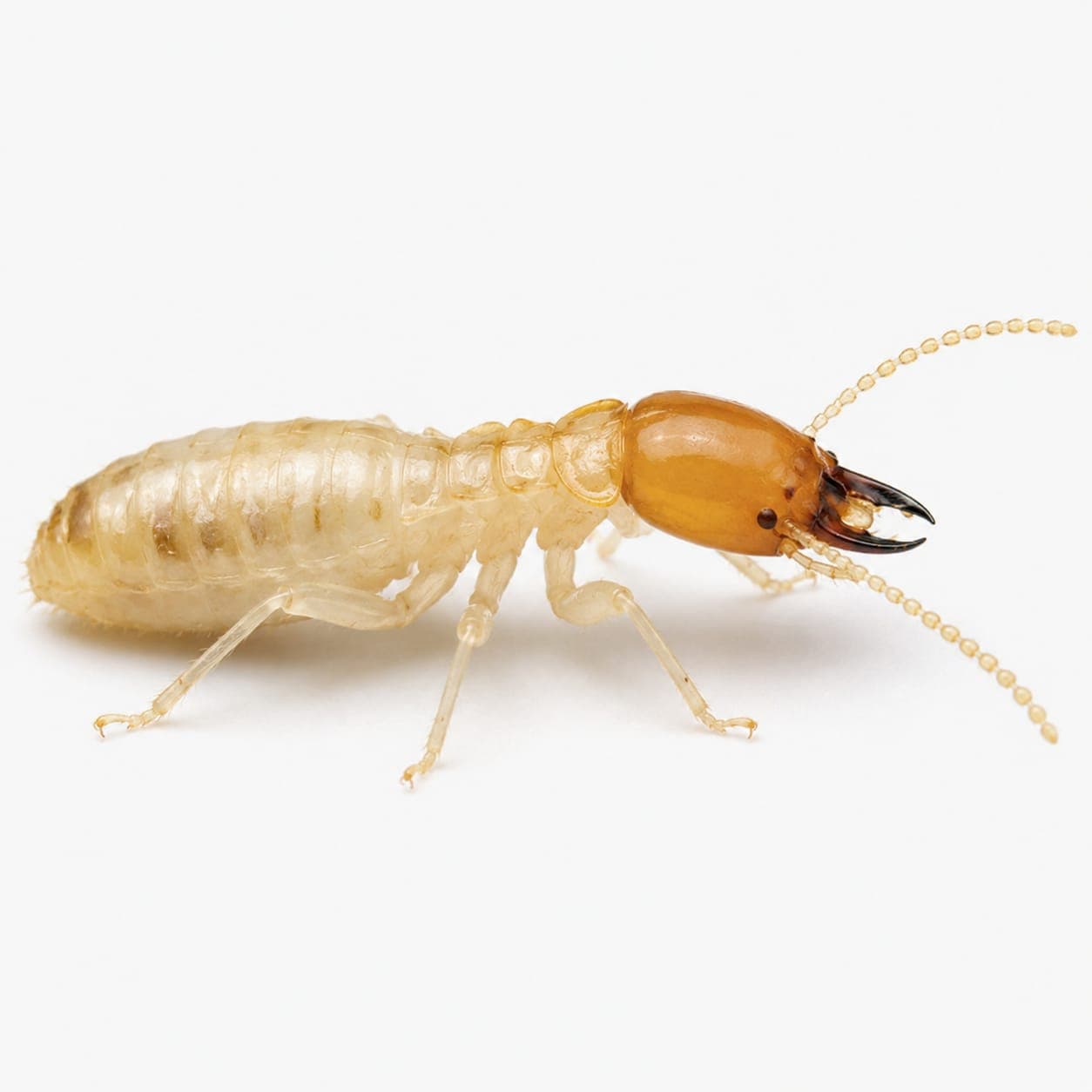Termite Control