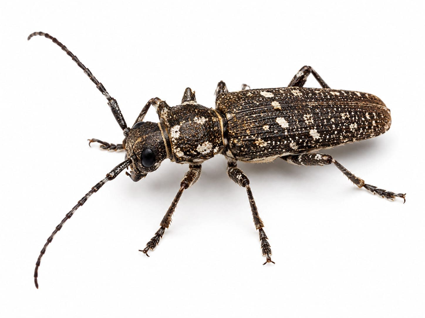 Wood Borer Control